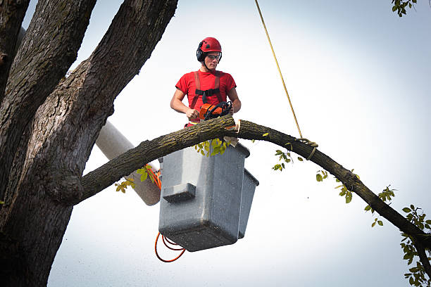 Reliable Hasbrouck Heights, NJ Tree Care  Solutions